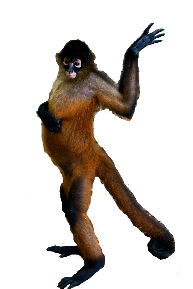 A monkey in orange color with no background