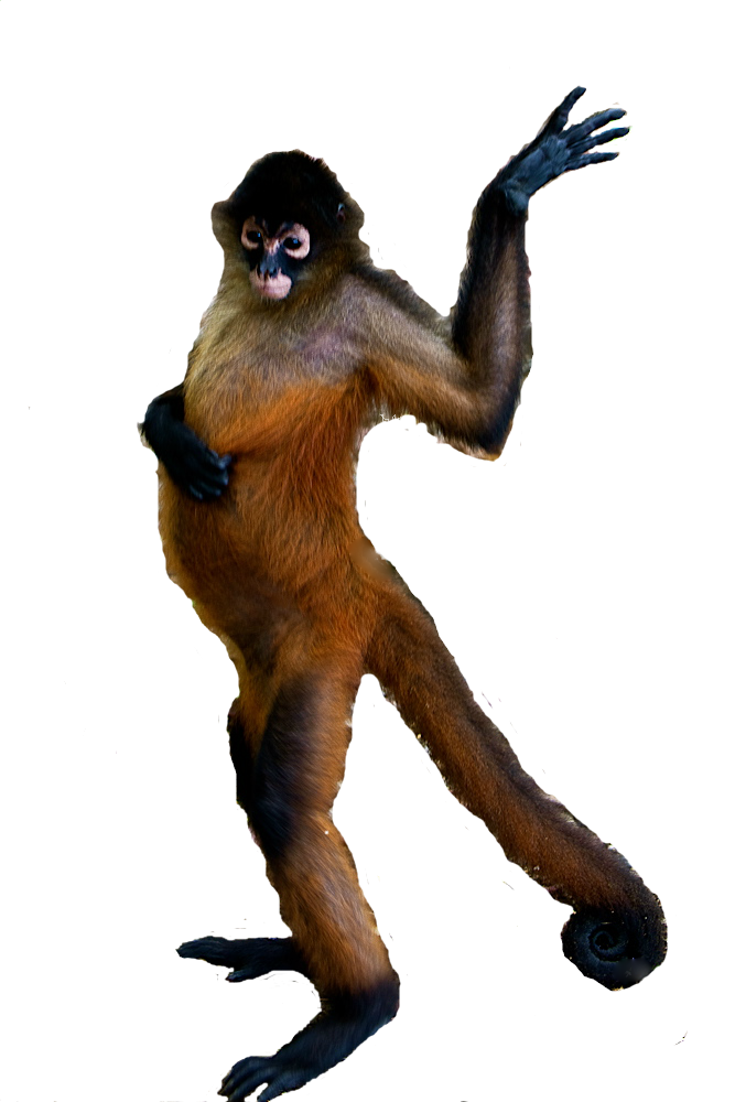 A monkey in orange color with no background