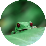 Close up image of a frog with no background