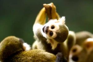 Close up shot of a Cute squirrel monkey at a place