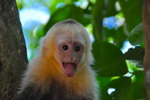 Close up shot of a monkey with white and orange face