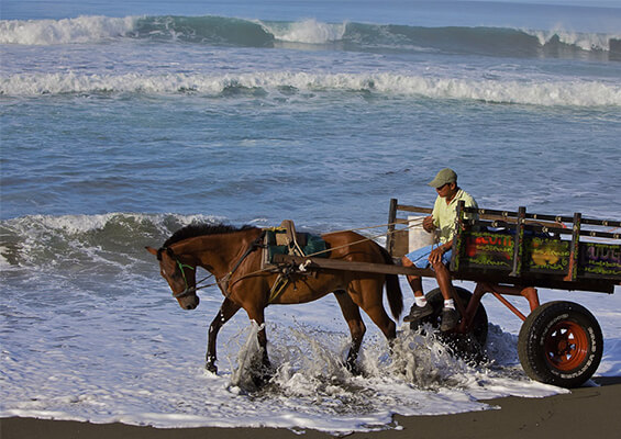 A horse cart along with a man near an ocean