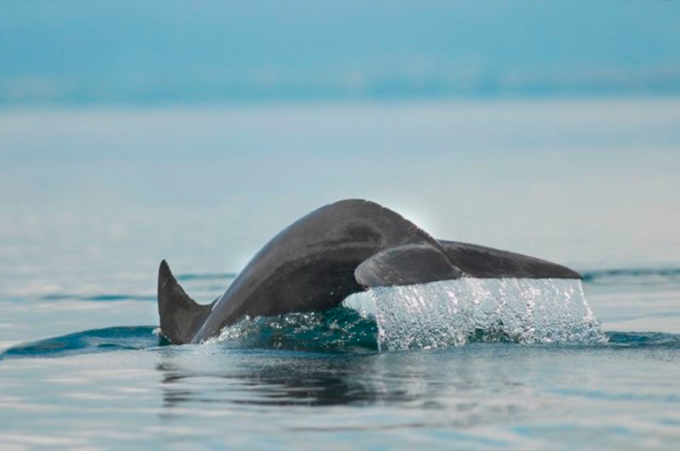 A beautiful view of dolphins flipping in water