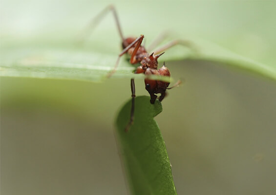Close up shot of an ant in red color