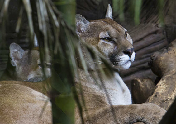 Close up image of a HELEN Pumas