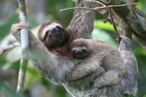 An animal along with her baby hanging on a tree