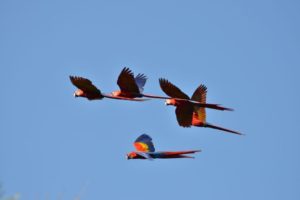 A group of colorful parrots flying in air