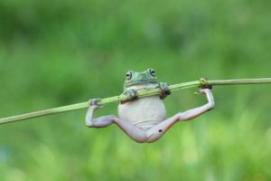 A frog hanging on a thin branch
