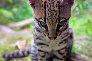 Close up shot of a tiger head in a jungle