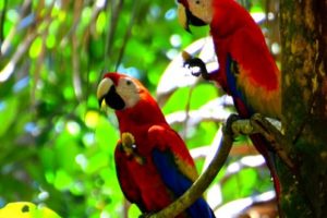 Two red color parrots sitting on the branch of a tree