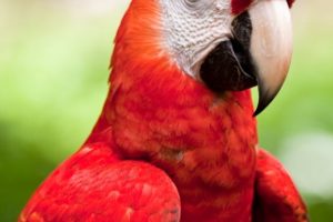 Close up image of a red color parrot