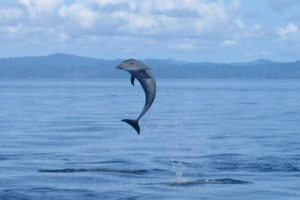 A dolphin jumping in air outside water