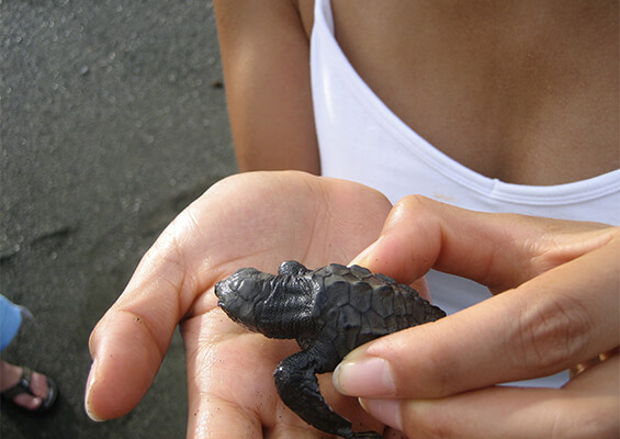 A girl holding a tortoise in hand